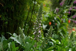 Acanthus Mollis