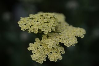 Achillea Anthea