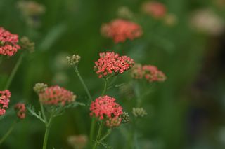 Achillea Autumn Sunrise