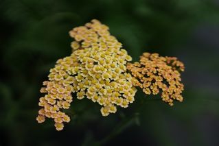 Achillea Butterscotch