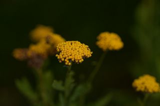 Achillea Coronation Gold