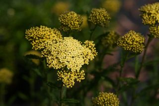 Achillea Hella Glashoff