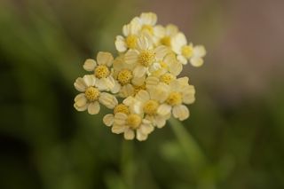 Achillea Lewisii King Edward