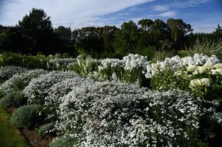 Achillea Ptamica Noblessa
