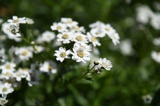 Achillea Ptamica Uniflora