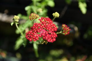 Achillea Red Velvet