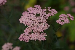 Achillea Salmon Beauty
