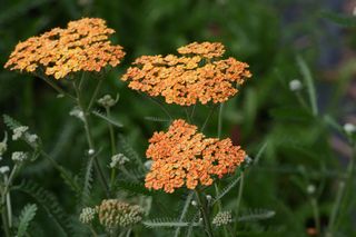 Achillea Terra Cotta