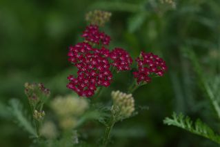 Achillea Vintage Wine