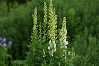 Aconitum Albus