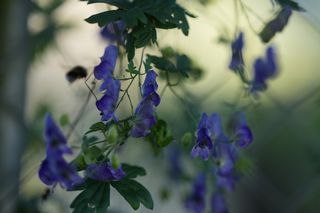 Aconitum Hemsleyanum