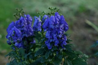 Aconitum Napellus