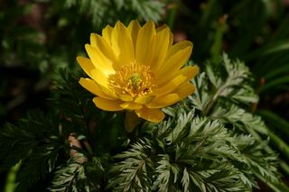 Adonis Amurensis