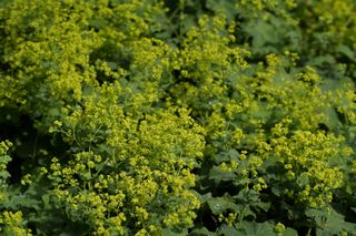 Alchemilla Mollis