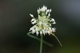Allium C. Pulchellum Album