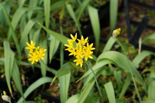 Allium Moly
