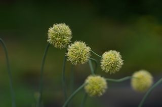 Allium Obliqum