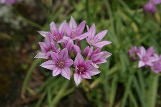Allium Roseum