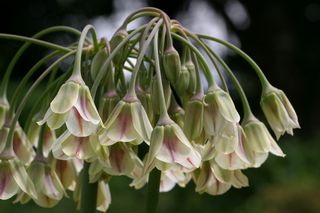 Allium Siculum