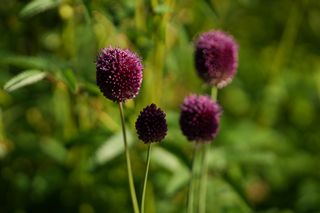 Allium Sphaerocephalon