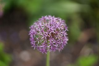 Allium Stipulatum