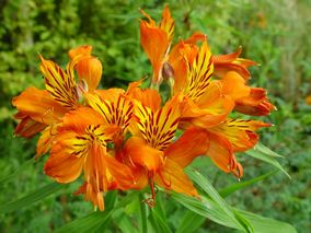 Alstroemeria Aurantica