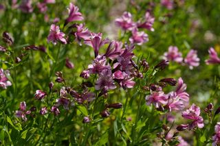 Alstroemeria Lavender Lady