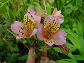 Alstroemeria Pink Star
