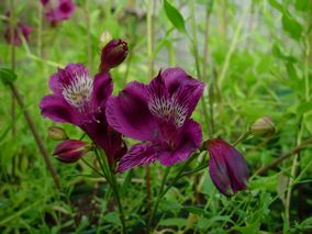 Alstroemeria Purple