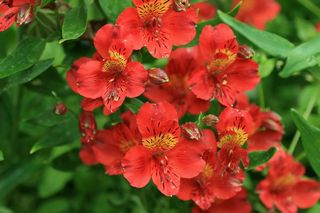 Alstroemeria Red Baron