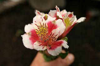 Alstroemeria Rose Frost