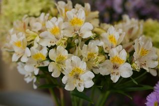 Alstroemeria Summer Sky