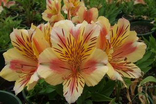 Alstroemeria Sunset