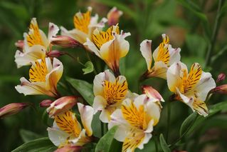 Alstroemeria Walter Fleming