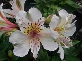 Alstroemeria White Buttons