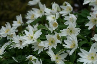 Anemone Bractiata