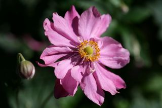 Anemone Japonica Semi-double Pink