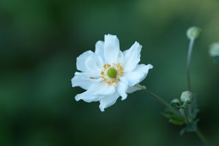 Anemone Japonica Semi-double White