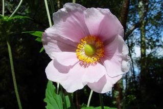 Anemone Japonica Single Pink 