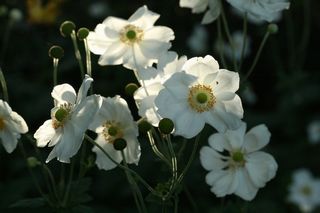 Anemone Japonica White
