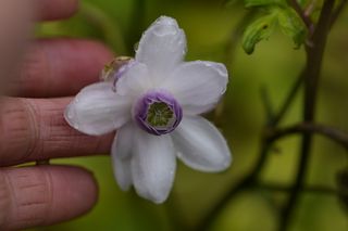 Anemonopsis Macrophylla