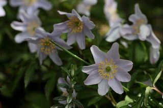 Anemone Nemerosa Allenii 