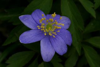 Anemone Nemerosa Blue