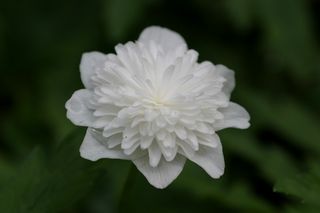 Anemone Nemerosa Flora Plena