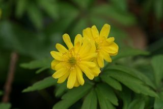 Anemone Ranunculoides Flora Plena 