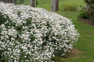 Anthemis Cupaniana