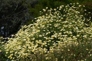 Anthemis Tinctoria E.c. Buxton