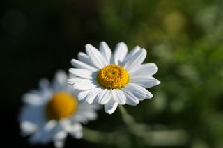 Anthemis Tinctoria Sauce Hollandaise