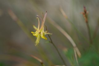 Aqulegia Longissima