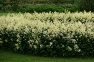 Aruncus Dioicus